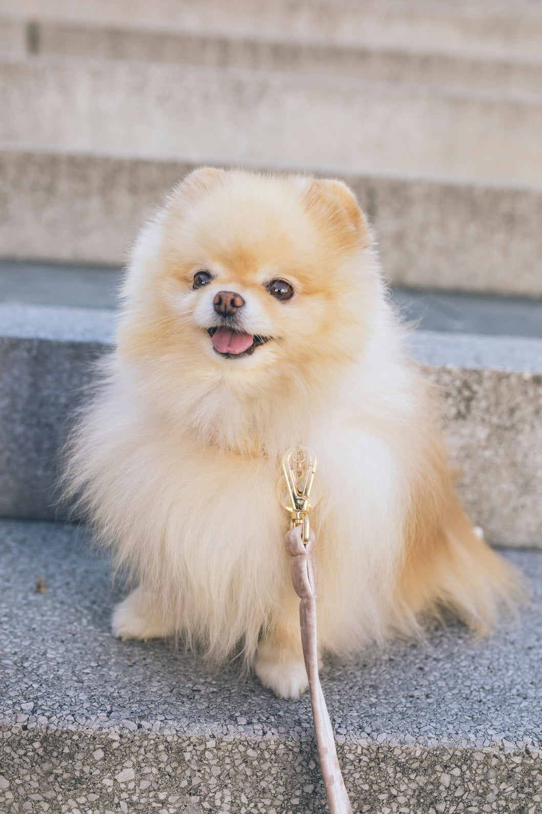 Unleash the Elegance: The Rosy Royalty Gold Collar for Your Posh Pup