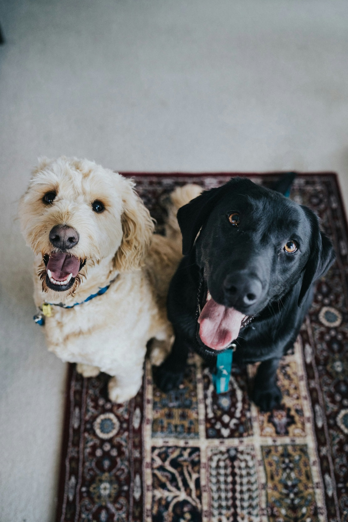 Chomp, Chomp, Hooray: The Beef and Parsley Dental Chew Bones Your Dog Will Drool Over