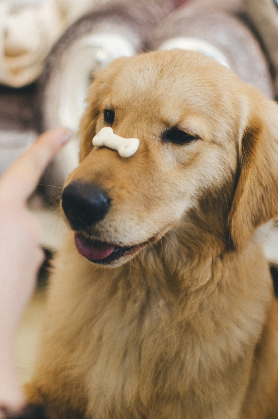 Discover the Joy of Mealtime with Our New Interactive Dog Food Bowl